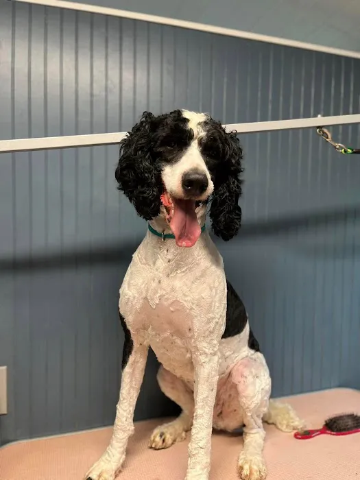 Piedmont Animal Hospital Picture 3