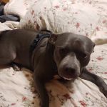 Piedmont Animal Hospital