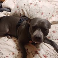 Piedmont Animal Hospital ico