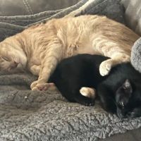 Hope Animal Hospital ico