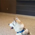 Eastside Animal Hospital