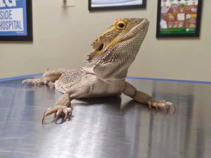 Eastside Animal Hospital Picture 2