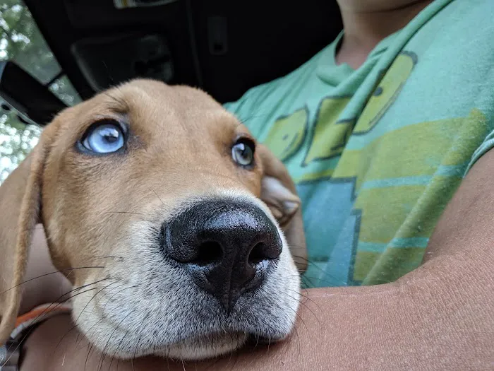Eastside Animal Hospital Picture 5