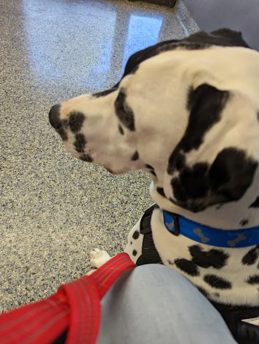 Eastside Animal Hospital Picture 6