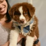 Eastside Animal Hospital: Carlisle Quint DVM