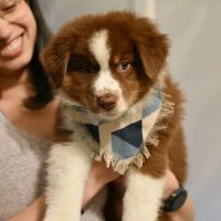 Eastside Animal Hospital: Carlisle Quint DVM ico