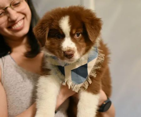 Eastside Animal Hospital: Carlisle Quint DVM