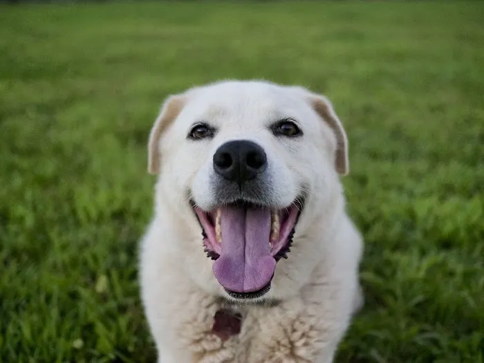 Heartland Animal Hospital Picture 8