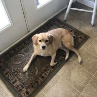 Heartland Animal Hospital ico