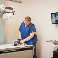 Pine Street Animal Hospital ico