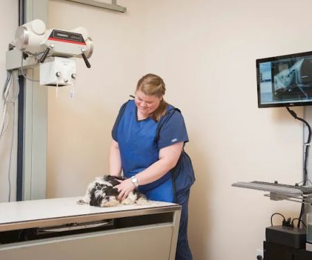 Pine Street Animal Hospital