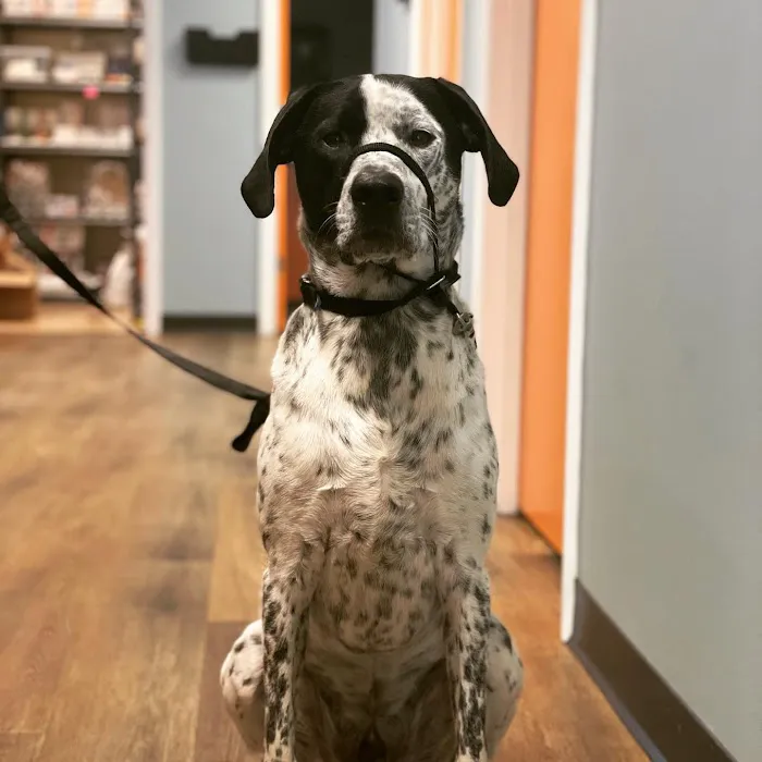 Pine Street Animal Hospital Picture 2