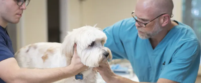 Pine Street Animal Hospital Picture 7
