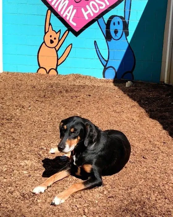 Pine Street Animal Hospital Picture 10