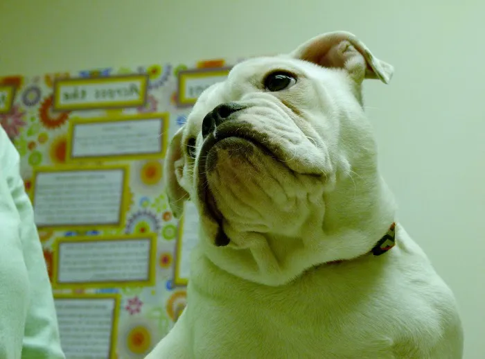 Pine Street Animal Hospital Picture 5