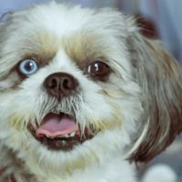 Bell Farm Veterinary Services LLC ico