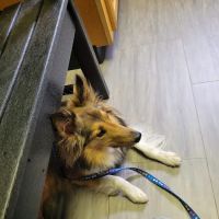Spartanburg Animal Clinic ico