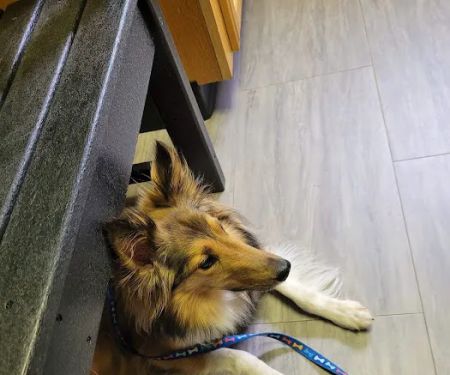 Spartanburg Animal Clinic