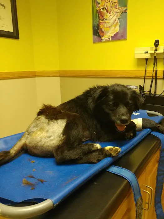 Spartanburg Animal Clinic Picture 3