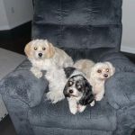 Banfield Pet Hospital