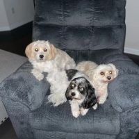 Banfield Pet Hospital ico