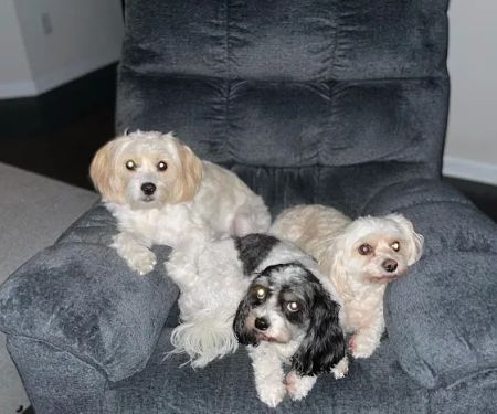 Banfield Pet Hospital