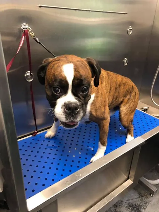 Palmetto Pet Hospital Picture 4