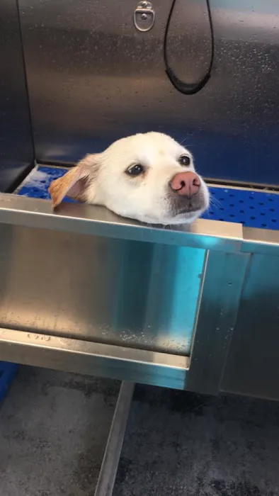 Palmetto Pet Hospital Picture 1