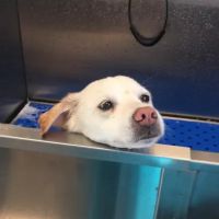 Palmetto Pet Hospital ico