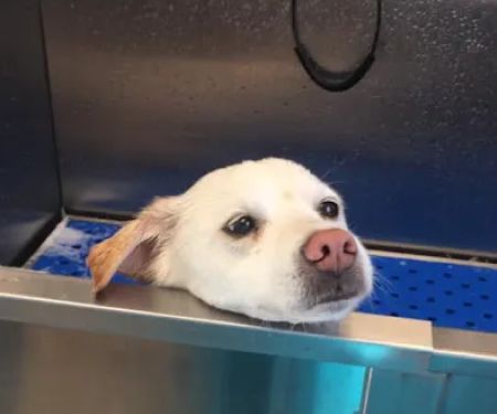Palmetto Pet Hospital