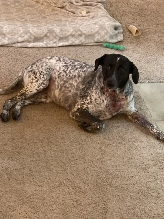 Palmetto Pet Hospital Picture 8