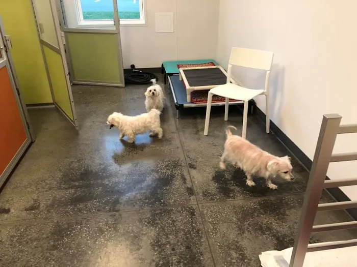 Palmetto Pet Hospital Picture 7
