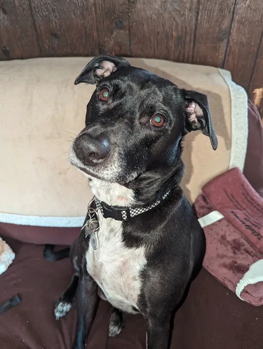 Palmetto Pet Hospital Picture 2