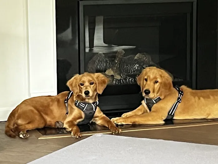 Tega Cay Veterinarian Picture 4