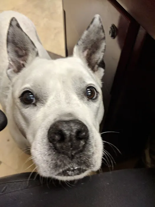 Tega Cay Veterinarian Picture 1