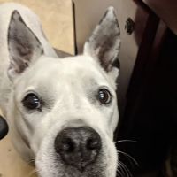 Tega Cay Veterinarian ico
