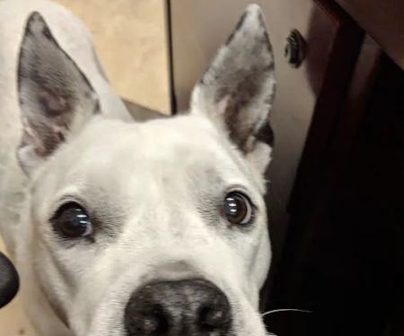 Tega Cay Veterinarian