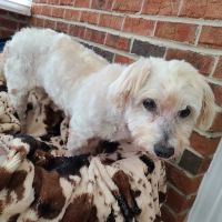 Carolina Integrative Veterinary Hospital - Ryn Marlowe, DVM ico