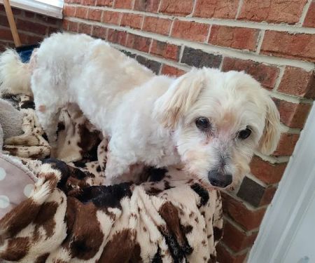 Carolina Integrative Veterinary Hospital - Ryn Marlowe, DVM