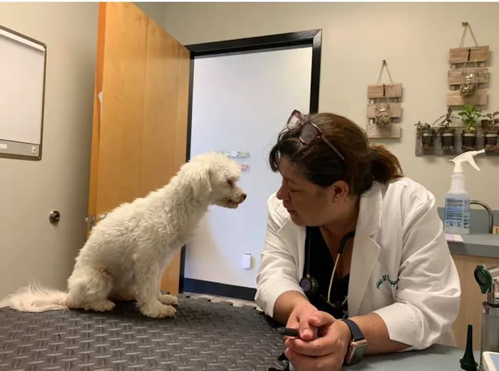 Carolina Integrative Veterinary Hospital - Ryn Marlowe, DVM Picture 3