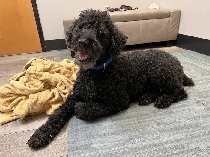 Carolina Integrative Veterinary Hospital - Ryn Marlowe, DVM Picture 6