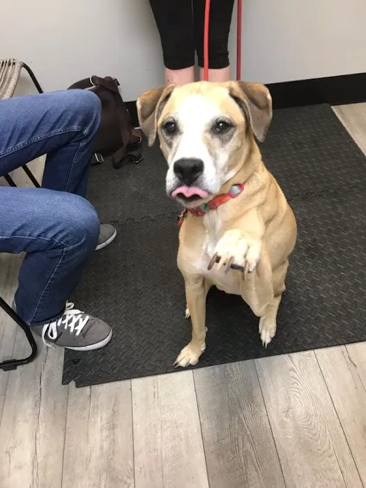 Carolina Integrative Veterinary Hospital - Ryn Marlowe, DVM Picture 4