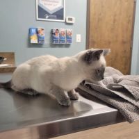 Veterinary Medical Center of Fort Mill ico