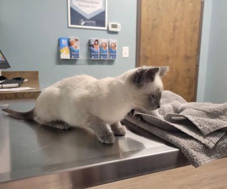 Veterinary Medical Center of Fort Mill