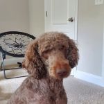 Clover Vet