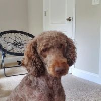 Clover Vet ico