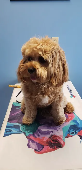 Clover Vet Picture 7