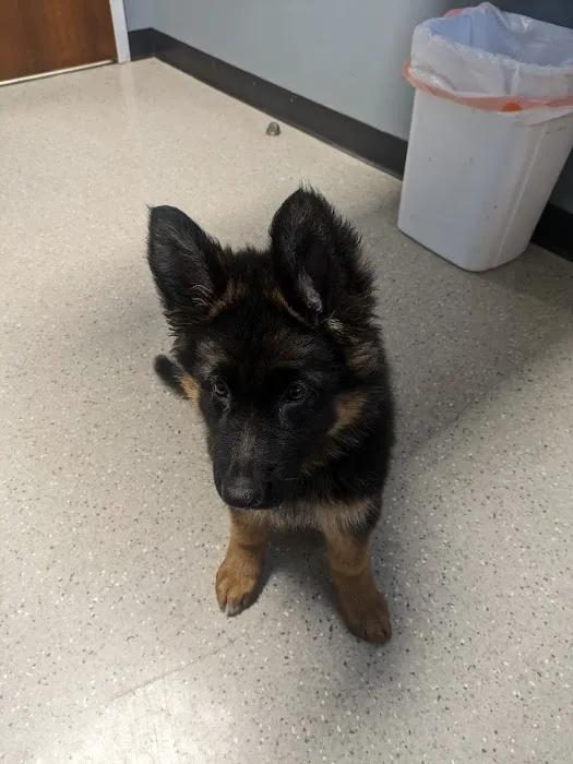 Clover Vet Picture 10