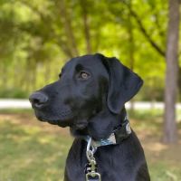 SnipWell Spay Neuter & Wellness Clinic ico