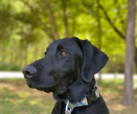 SnipWell Spay Neuter & Wellness Clinic